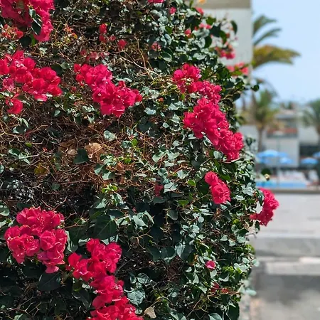 Casa Primavera Arona (Tenerife)