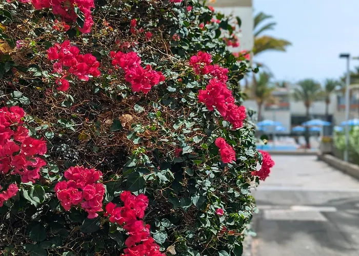 Casa Primavera Arona (Tenerife)